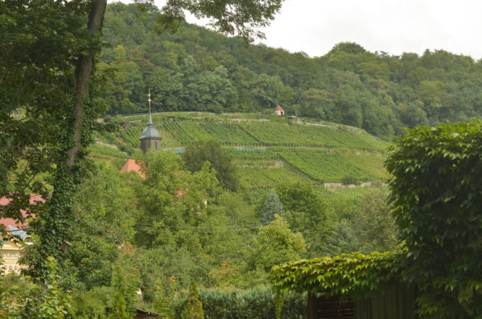 Ein Wanderweg führt durch die Pillnitzer Weinberge und bietet einen wunderbaren Blick auf den Stadtteil