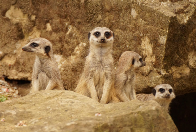 Der Zoo Dresden beherbergt viele verschiedene Tiere!