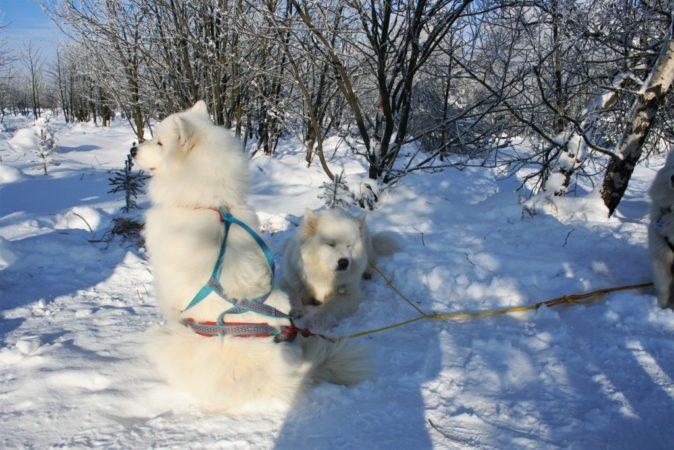 Auch die Vierbeiner betreiben gerne Wintersport.