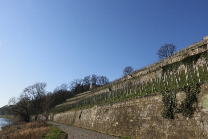 Schon bald kann man an den Weinhängen leckere Trauben ernten.