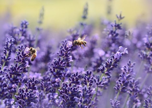 Die Bienen sind ein fleißiges Völkchen.