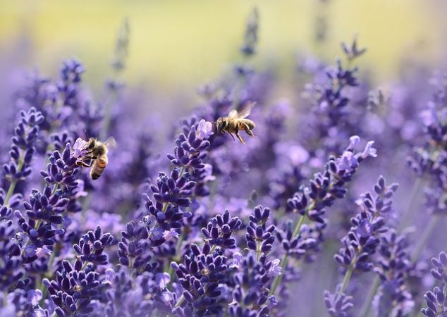 Die Bienen sind ein fleißiges Völkchen.