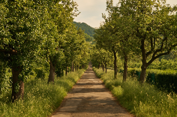 Nußallee in Stadtteil Dresden Hosterwitz