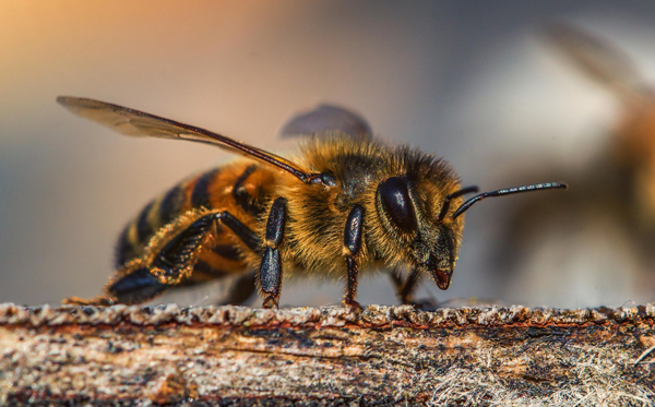 Die Erhaltung der Bienen ist sehr wichtig!