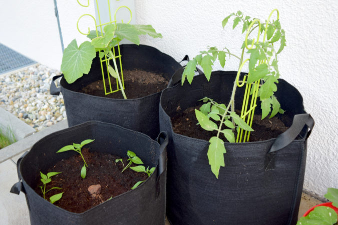 Tomaten, Zucchini und Chili gedeihen auf einer sonnigen Terrasse oder einem Balkon hervorragend. | Bild: Franziska Topf