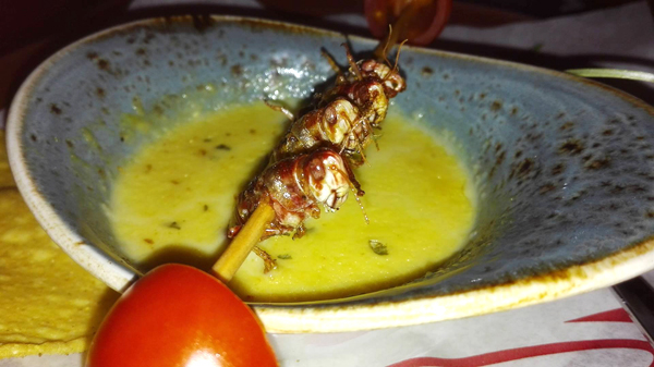 Auch Heuschrecken gibt es in Dresden und sie schmecken viel besser als erwartet!