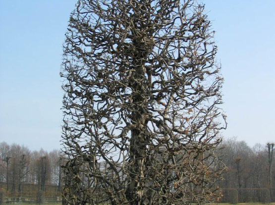 Gartenkunst im Barockgarten Großsedlitz