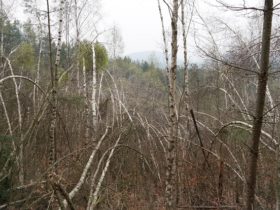 Durch den Großen Zschand auf die Burganlage Winterstein und zur Goldsteinaussicht