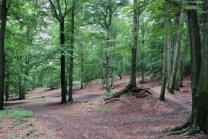 Wegekreuzung in der Dresdner Heide