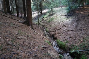 Prießnitz-Altarme in der Dresdner Heide