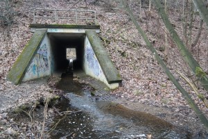 Am Forellenbach in der Dresdner Heide