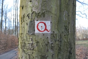 Kuhschwanz in der Dresdner Heide