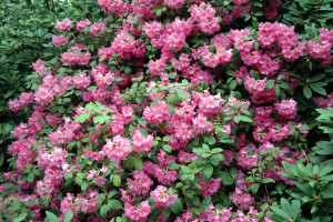 Rhododendren im Rhododendronpark Dresden-Wachwitz