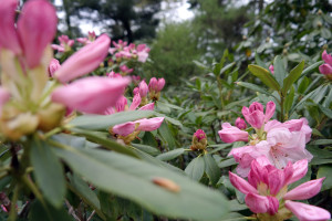 Rhododendren im Rhododendronpark Dresden-Wachwitz