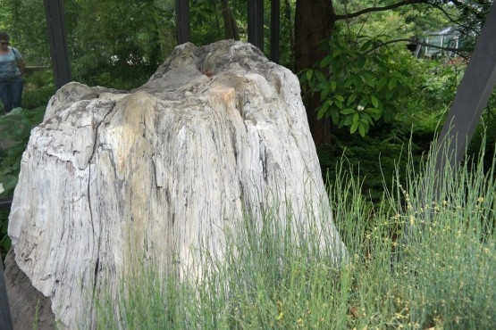 Urzeitbäume im Botanischen Garten