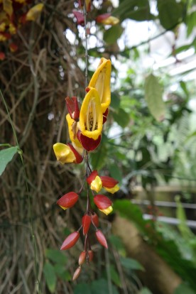 Wilde Orchideen im Tropenhaus