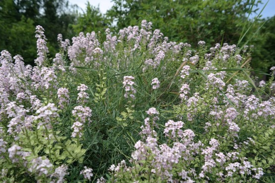 Alpinum im Botanischen Garten