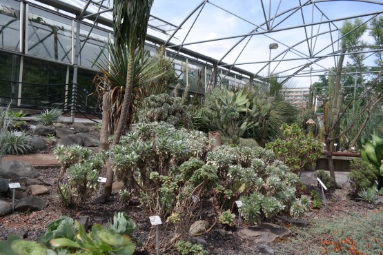 Sukkulenten im Botanischen Garten Dresden