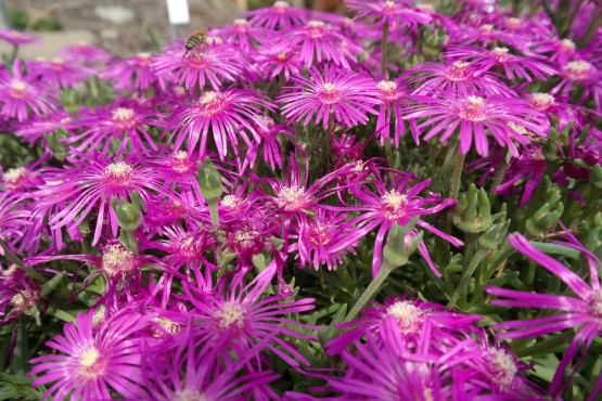 Im Botanischen Garten Dresden