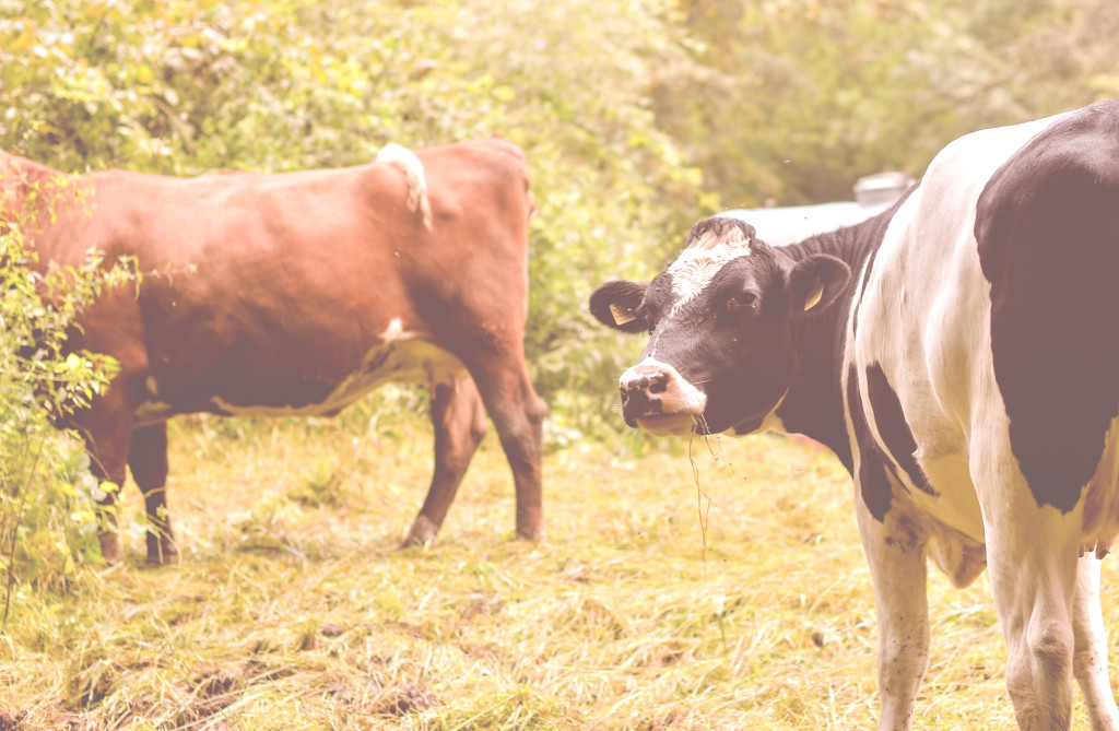 Auch Kühe lieben den Zschonergrund und genießen die frische Luft!
