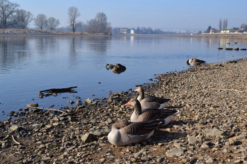 Die Elbwiesen bieten viel Raum zum Erholen und Entspannen