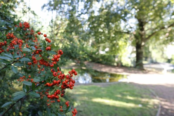 Radebeul Der niedliche Garten liegt direkt gegenüber des Karl-May-Museums.