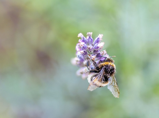 Bienen gehören zu den nützlichsten Tieren der Welt. Nicht nur ihr Honig ist gesund, auch die Luft aus dem Bienenstock ist gut für uns! | Bild: pixabay/christels