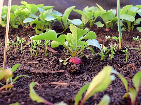 Gemüse wie Radieschen lassen sich nicht nur prima im Garten, sondern auch im Hochbeet ziehen. | Bild: Franziska Topf